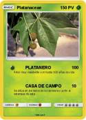 Platanaceae