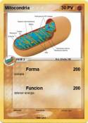 Mitocondria