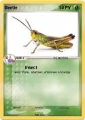 Beetle