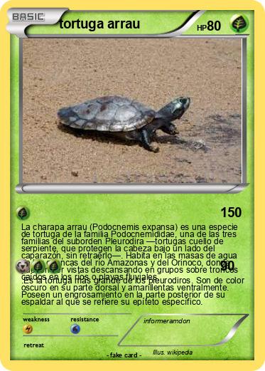 Pokemon tortuga arrau