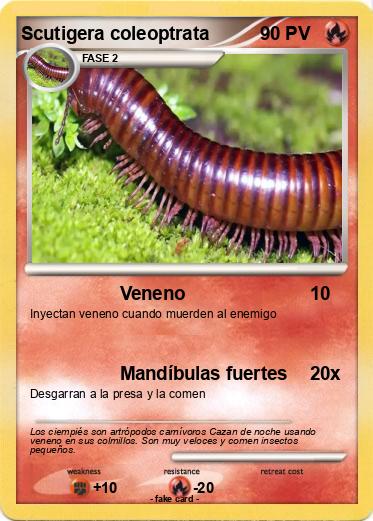 Pokemon Scutigera coleoptrata