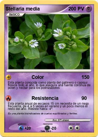 Pokemon Stellaria media
