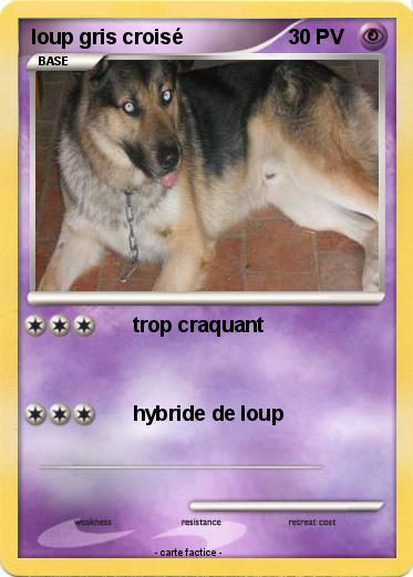 Pokemon loup gris croisé