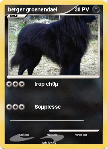 Pokemon berger groenendael
