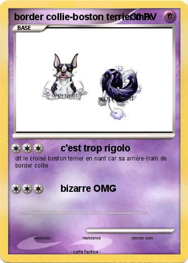 Pokemon border collie-boston terrier mix