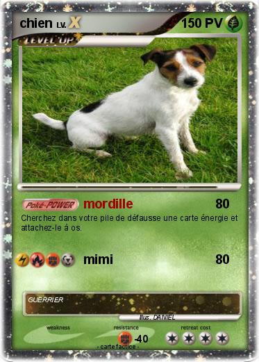 Pokemon chien