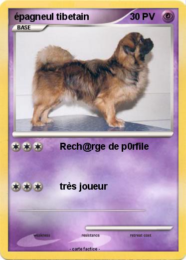 Pokemon épagneul tibetain