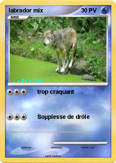 Pokemon labrador mix