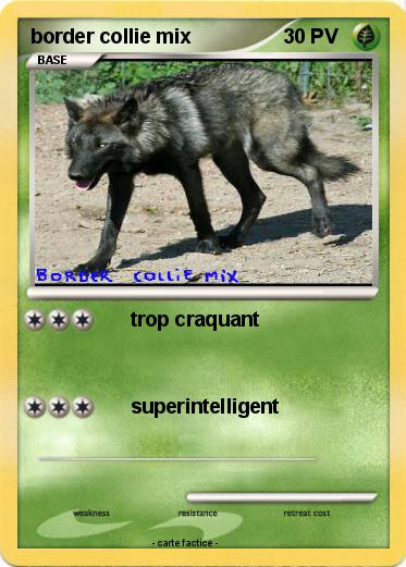 Pokemon border collie mix