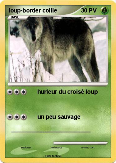 Pokemon loup-border collie
