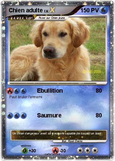 Pokemon Chien adulte