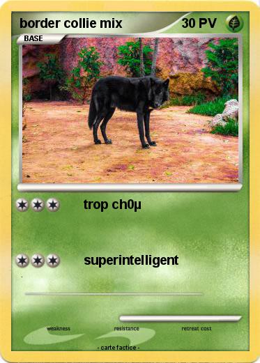 Pokemon border collie mix