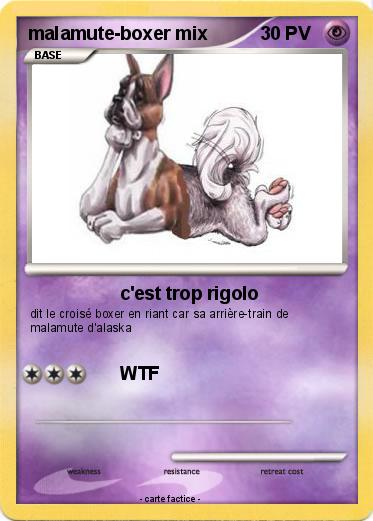 Pokemon malamute-boxer mix