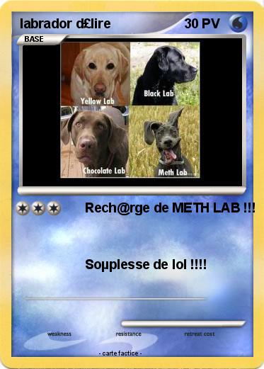 Pokemon labrador d£lire