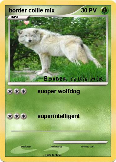 Pokemon border collie mix