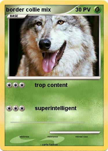 Pokemon border collie mix