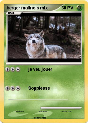 Pokemon berger malinois mix