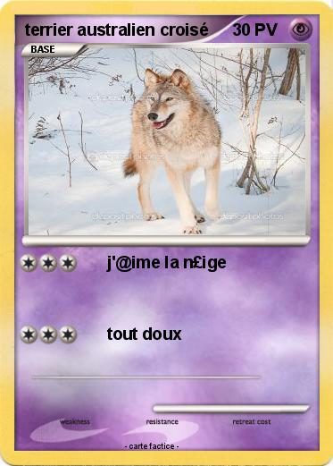 Pokemon terrier australien croisé
