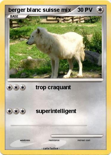 Pokemon berger blanc suisse mix
