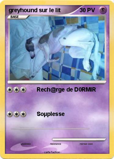 Pokemon greyhound sur le lit