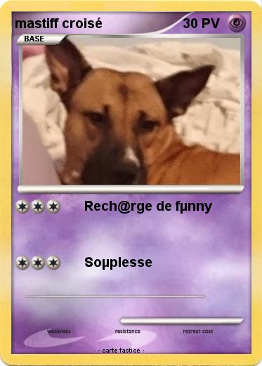 Pokemon mastiff croisé