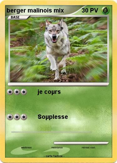 Pokemon berger malinois mix