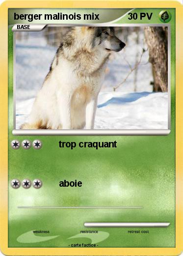 Pokemon berger malinois mix