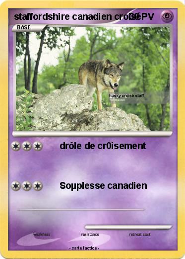Pokemon staffordshire canadien croisé