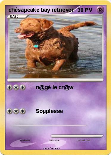Pokemon chésapeake bay retriever