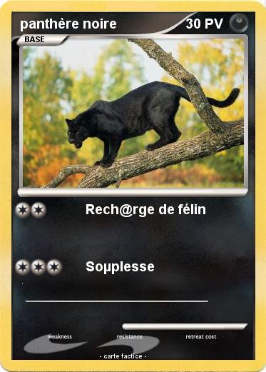 Pokemon panthère noire