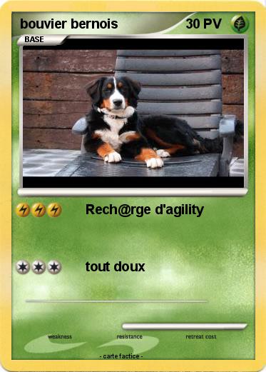 Pokemon bouvier bernois