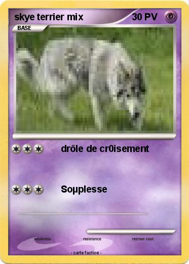 Pokemon skye terrier mix
