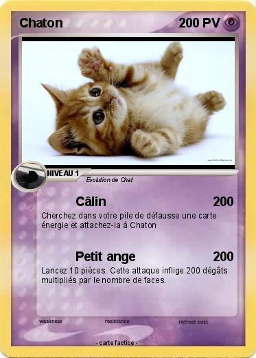 Pokemon Chaton