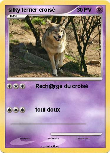 Pokemon silky terrier croisé