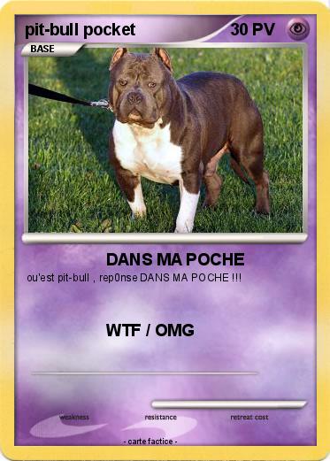 Pokemon pit-bull pocket