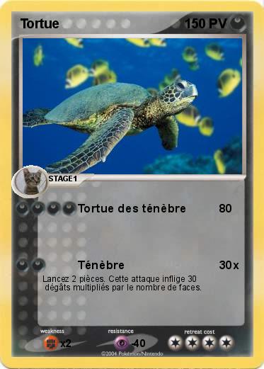 Pokemon Tortue 
