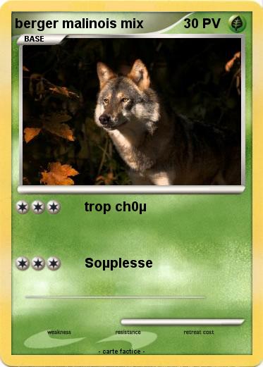 Pokemon berger malinois mix