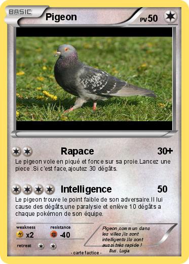 Pokemon Pigeon