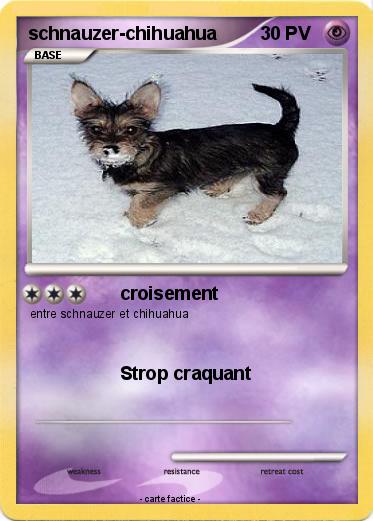 Pokemon schnauzer-chihuahua