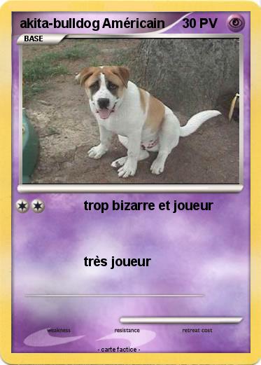 Pokemon akita-bulldog Américain