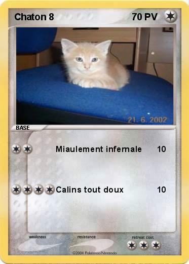 Pokemon Chaton 8