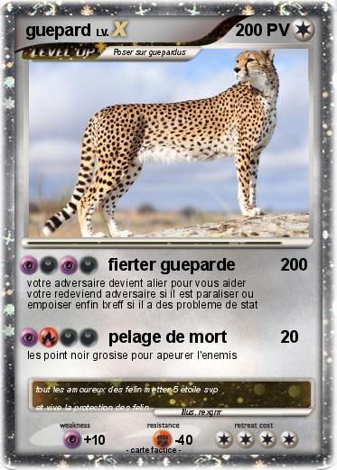 Pokemon guepard