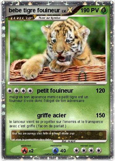 Pokemon bebe tigre fouineur