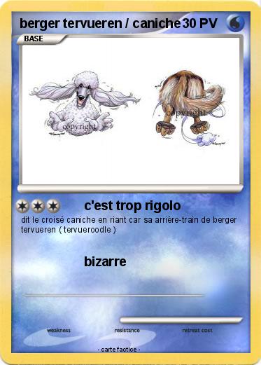 Pokemon berger tervueren / caniche