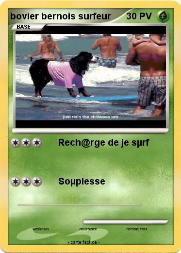 Pokemon bovier bernois surfeur