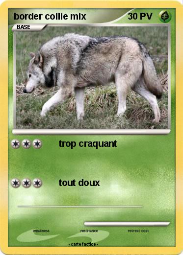 Pokemon border collie mix