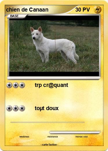 Pokemon chien de Canaan