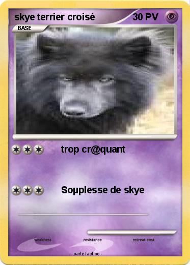 Pokemon skye terrier croisé