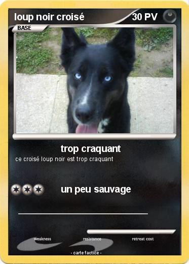 Pokemon loup noir croisé