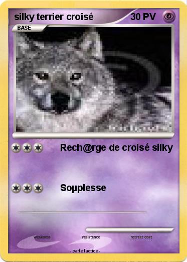 Pokemon silky terrier croisé